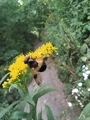 Volucella pellucens