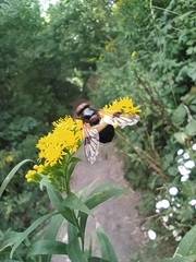 Volucella pellucens