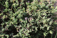 Drosanthemum ambiguum