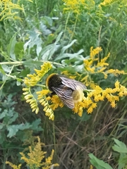 Bombus