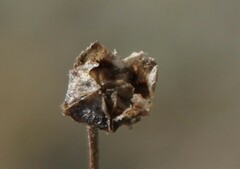 Drosanthemum ambiguum