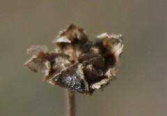 Drosanthemum ambiguum