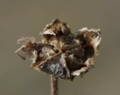 Drosanthemum ambiguum