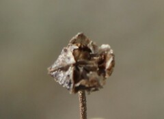 Drosanthemum ambiguum