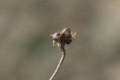 Drosanthemum ambiguum