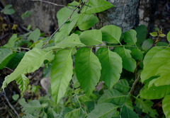 Micromelum minutum