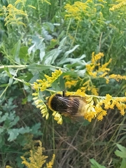 Bombus