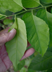 Micromelum minutum