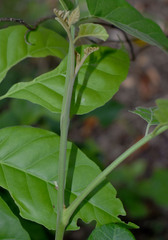 Micromelum minutum
