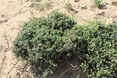 Drosanthemum ambiguum