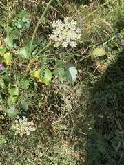 Daucus
