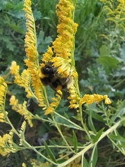 Bombus