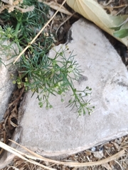 Cyclospermum leptophyllum