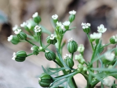 Cyclospermum leptophyllum