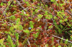 Empetrum nigrum