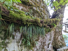Haplopteris mediosora