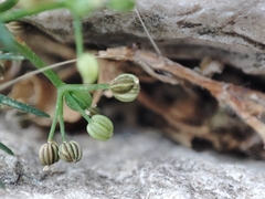 Cyclospermum leptophyllum