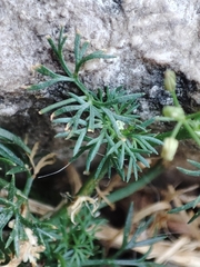 Cyclospermum leptophyllum