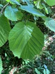 Corylus