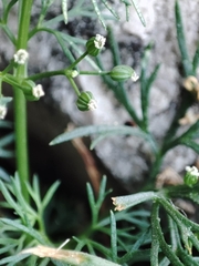 Cyclospermum leptophyllum