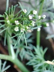 Cyclospermum leptophyllum
