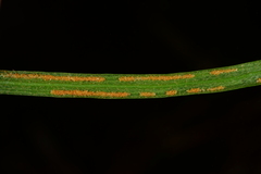 Haplopteris mediosora