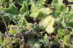 Mesembryanthemum crystallinum