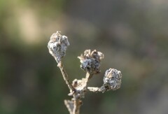 Mesembryanthemum crystallinum