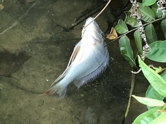 Geophagus altifrons