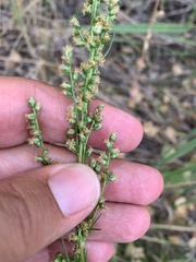 Artemisia commutata