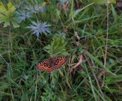Boloria selene