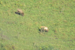 Cervus canadensis sibiricus