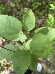 Populus trichocarpa