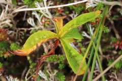 Lysimachia borealis