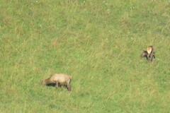 Cervus canadensis sibiricus
