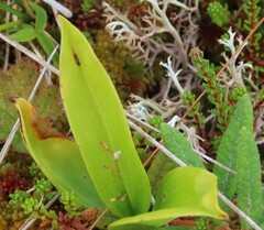 Maianthemum trifolium