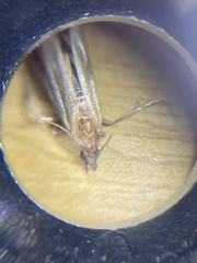 Plodia interpunctella