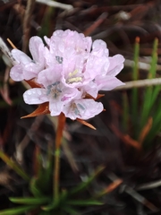 Armeria welwitschii
