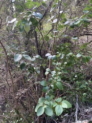 Griselinia littoralis