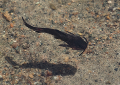 Ameiurus