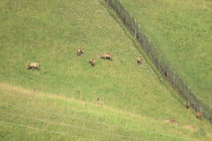 Cervus canadensis sibiricus