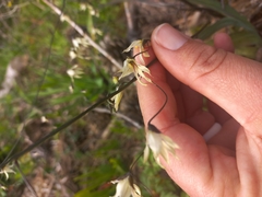 Melasphaerula graminea