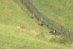 Cervus canadensis sibiricus