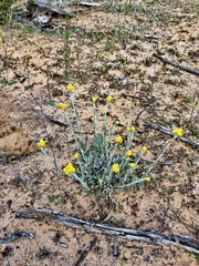 Chrysocephalum apiculatum