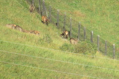 Cervus canadensis sibiricus