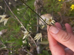 Melasphaerula graminea