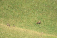 Cervus canadensis sibiricus