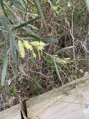 Acacia