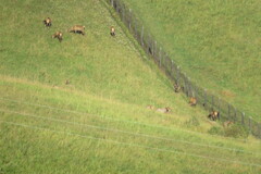 Cervus canadensis sibiricus