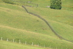 Cervus canadensis sibiricus